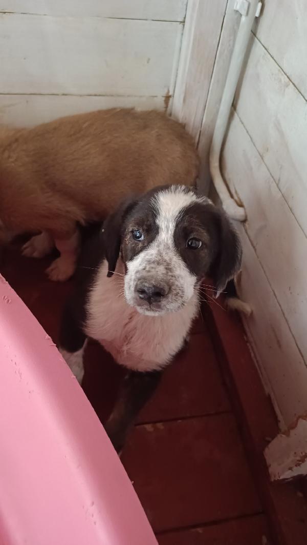ROCCO E ROCCHINO Foto 4